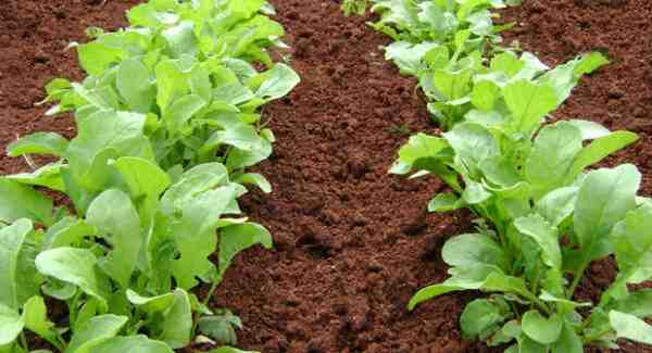 Cultivo de rúcula: cultivo orgánico de rúcula en el jardín de su casa
