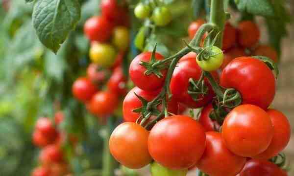 Cultivo de tomates: cultivo comercial de tomates para principiantes