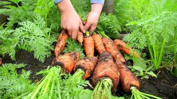 Cultivo de zanahorias: cultivo de zanahorias orgánicas en el jardín de su casa