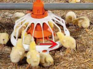 ¿Debería criar pollos? Pros y contras de criar pollos