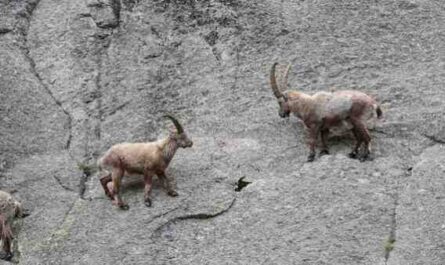 Depredadores de cabras: qué tipos de depredadores atacan a las cabras