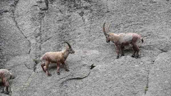 Depredadores de cabras: qué tipos de depredadores atacan a las cabras