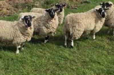 Derbyshire Gritstone Sheep: características, usos e información de la raza