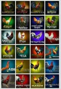 Diferentes tipos de gallos: varios tipos de gallos para criar