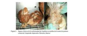 Enfermedad de Gumboro: cómo controlar enfermedades y salvar a las aves de corral
