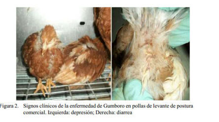 Enfermedad de Gumboro: cómo controlar enfermedades y salvar a las aves de corral