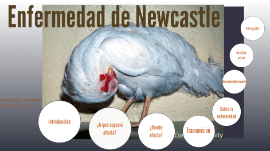 Enfermedad de Newcastle: cómo controlar y salvar a las aves de corral
