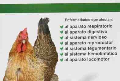 Enfermedades de las aves de corral: diferentes tipos de enfermedades afectan la producción avícola