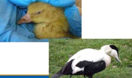 Enfermedades de los patos: diferentes enfermedades afectan la producción de patos
