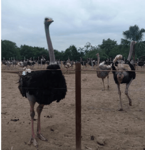 Enfermedades del avestruz: cómo controlar las enfermedades y salvar al avestruz