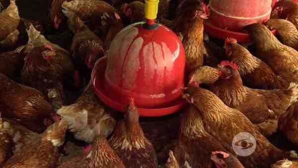 Espacio ideal para gallinas ponedoras: tipo de espacio que aman las gallinas ponedoras