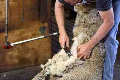 Esquila de ovejas: Cómo esquilar ovejas (Guía para principiantes)