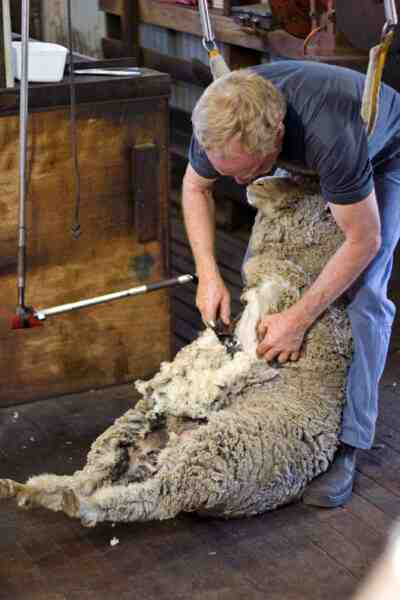 Esquila de ovejas: Cómo esquilar ovejas (Guía para principiantes)