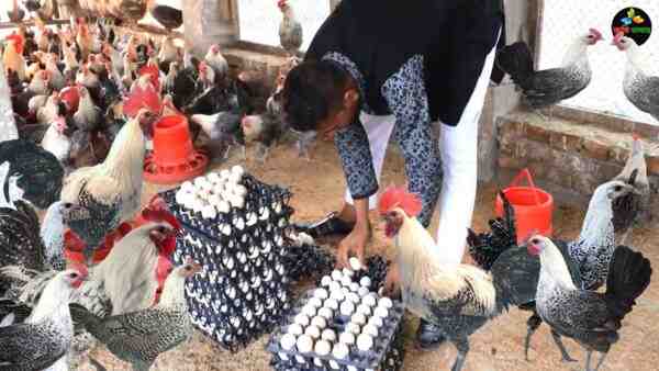 Cría de pollos Fayoumi: Plan de inicio de negocios para principiantes