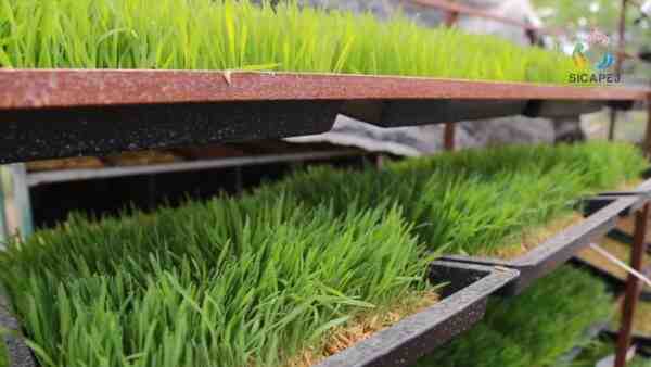 Forraje verde hidropónico: cómo cultivar (guía paso a paso)