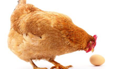 Gallinas que ponen huevos de colores: las razas de pollos ponen huevos de colores