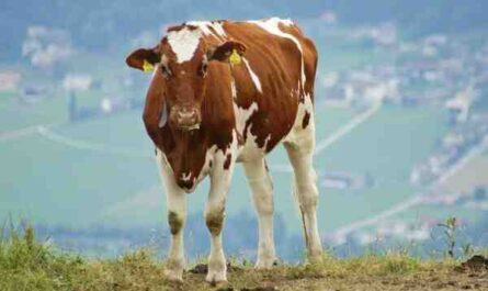 Ganado Ayrshire: características, usos, origen y producción de leche