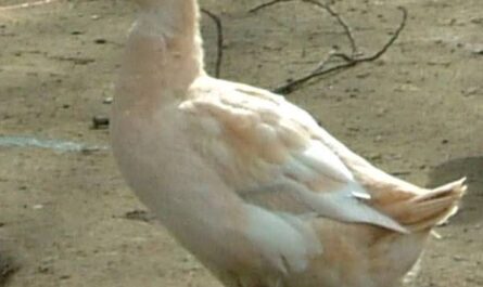 Pato cascada dorado: características, usos e información de razas completas