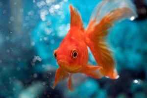 Goldfish común: características, dieta, reproducción y usos