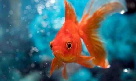 Goldfish común: características, dieta, reproducción y usos