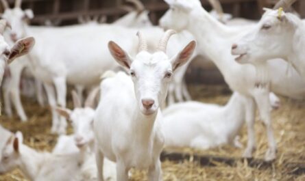Graneros de cabras lecheras: cómo hacer graneros de cabras lecheras para principiantes