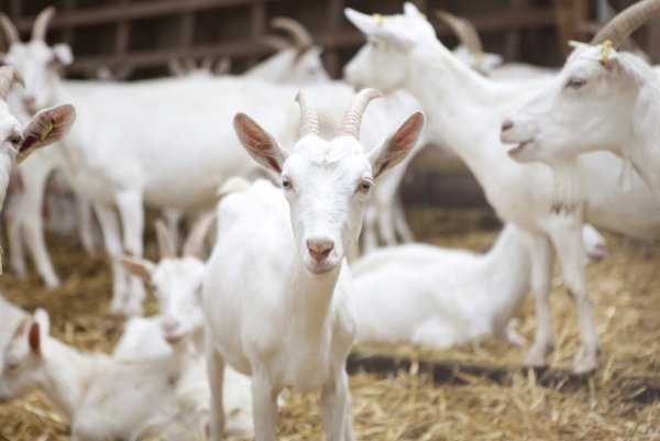 Graneros de cabras lecheras: cómo hacer graneros de cabras lecheras para principiantes