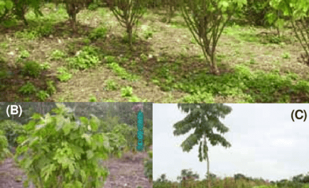 Creciente Catsear: cultivo orgánico de Catsear en Home Garden