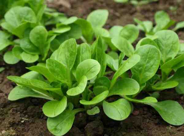 Growing Corn Salad: How to Growing Corn Salad in Home Garden