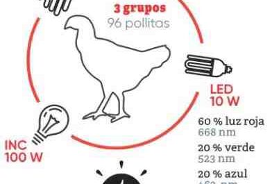 Iluminación para gallinas ponedoras: efectos de la luz en la producción de huevos