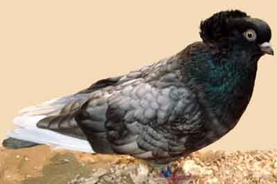 Komorner Tumbler Pigeon: características e información de la raza