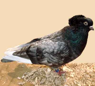 Komorner Tumbler Pigeon: características e información de la raza