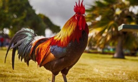 ¿Los gallos pierden sus plumas? Guía para avicultores principiantes