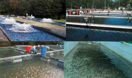 Manejo de estanques: la mejor guía para el negocio de piscicultura para principiantes
