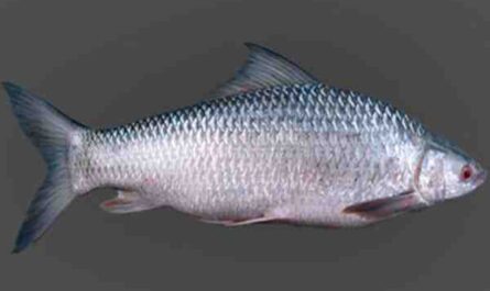 Cultivo de peces en Mrigal: Plan de inicio de negocios para principiantes