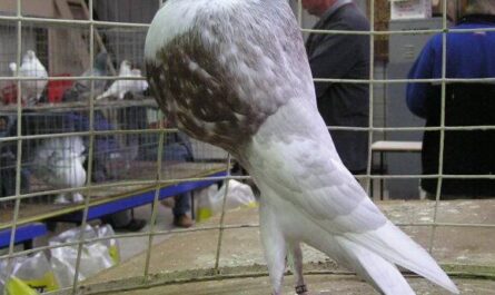 Norwich Cropper Pigeon: apariencia, origen, usos e información de la raza