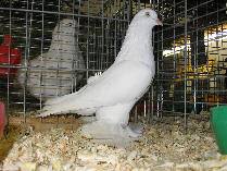 Old Dutch Tumbler Pigeon: características e información de la raza