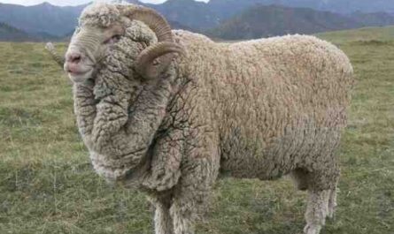 Oveja de lana fina alpina de Gansu: características e información de la raza
