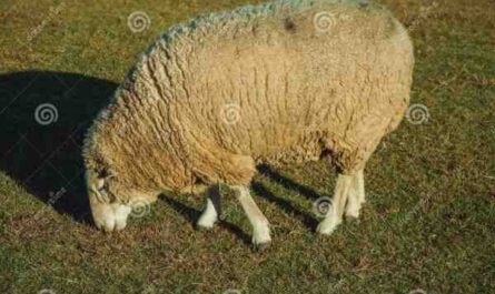 Oveja de lana gruesa de Pomerania: características e información de la raza