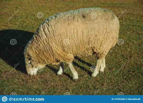 Oveja de lana gruesa de Pomerania: características e información de la raza