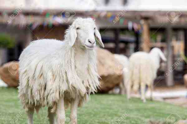 Oveja de lana larga de Devon: características, usos e información de la raza