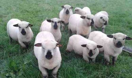 Oxford Down Sheep: características, usos e información de la raza