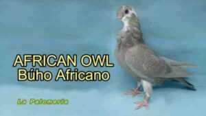 Paloma búho africana: características, usos e información de la raza