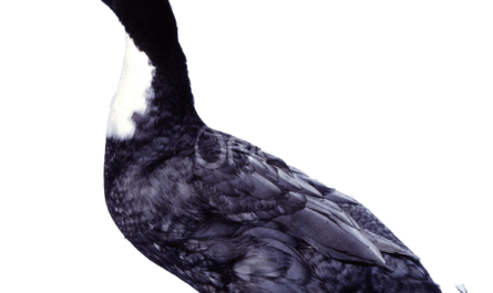 Pato azul sueco: características, usos e información de raza completa