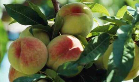 Cultivo de duraznos: Peach Fruit Cultivation For Beginners (Cultivo de melocotones para principiantes)