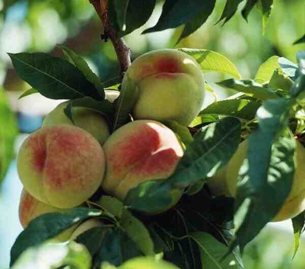 Cultivo de duraznos: Peach Fruit Cultivation For Beginners (Cultivo de melocotones para principiantes)