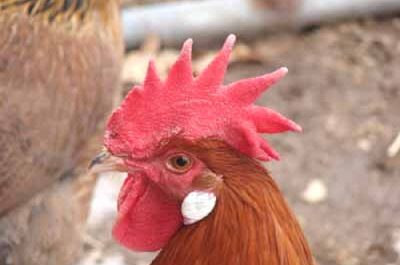 Penedesenca Chicken: Characteristics, Temperamento & Full Breed Info