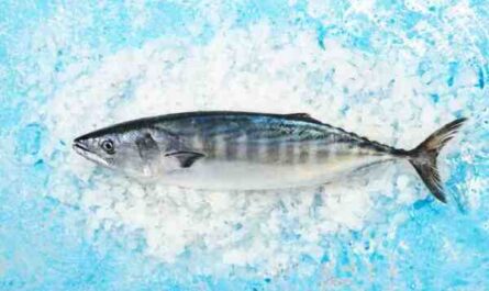 Pescado albacora: características, dieta, cría y usos