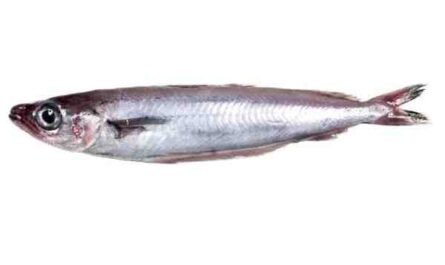 Pescado bacaladilla: características, dieta, cría y usos