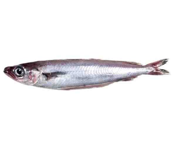 Pescado bacaladilla: características, dieta, cría y usos