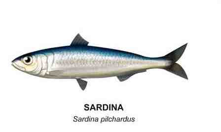 Pescado de sardina de aceite indio: características, dieta, cría y usos